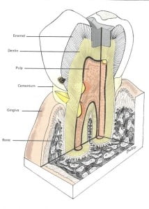 periodontal2